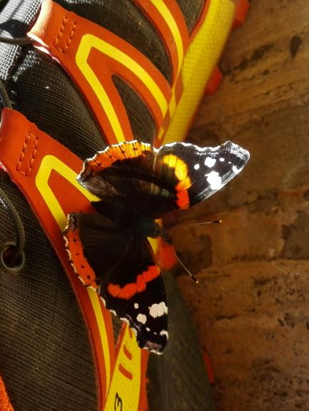 Motyl web